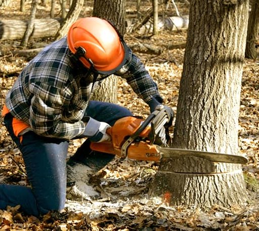 Tree Removal in Rawlings, VA